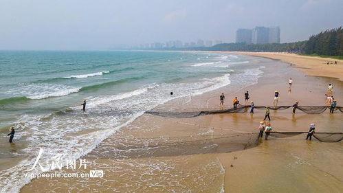 海南赶海爆料视频下载,揭秘渔民捕捞瞬间,高清视频带你领略海洋魅力 第3张 海南赶海爆料视频下载,揭秘渔民捕捞瞬间,高清视频带你领略海洋魅力 第3张